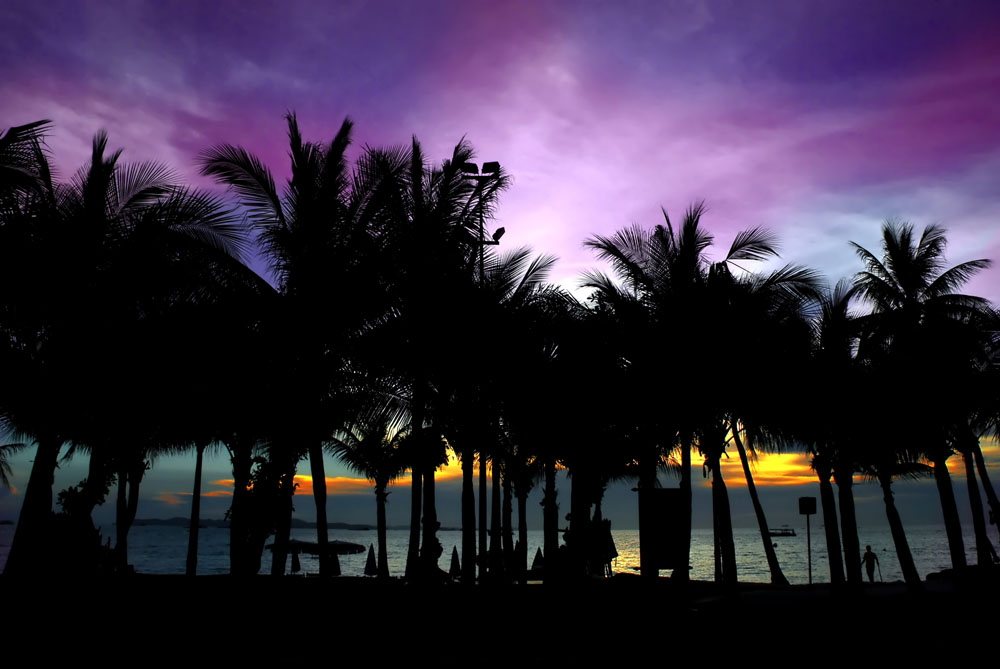 Palms on the evening beach